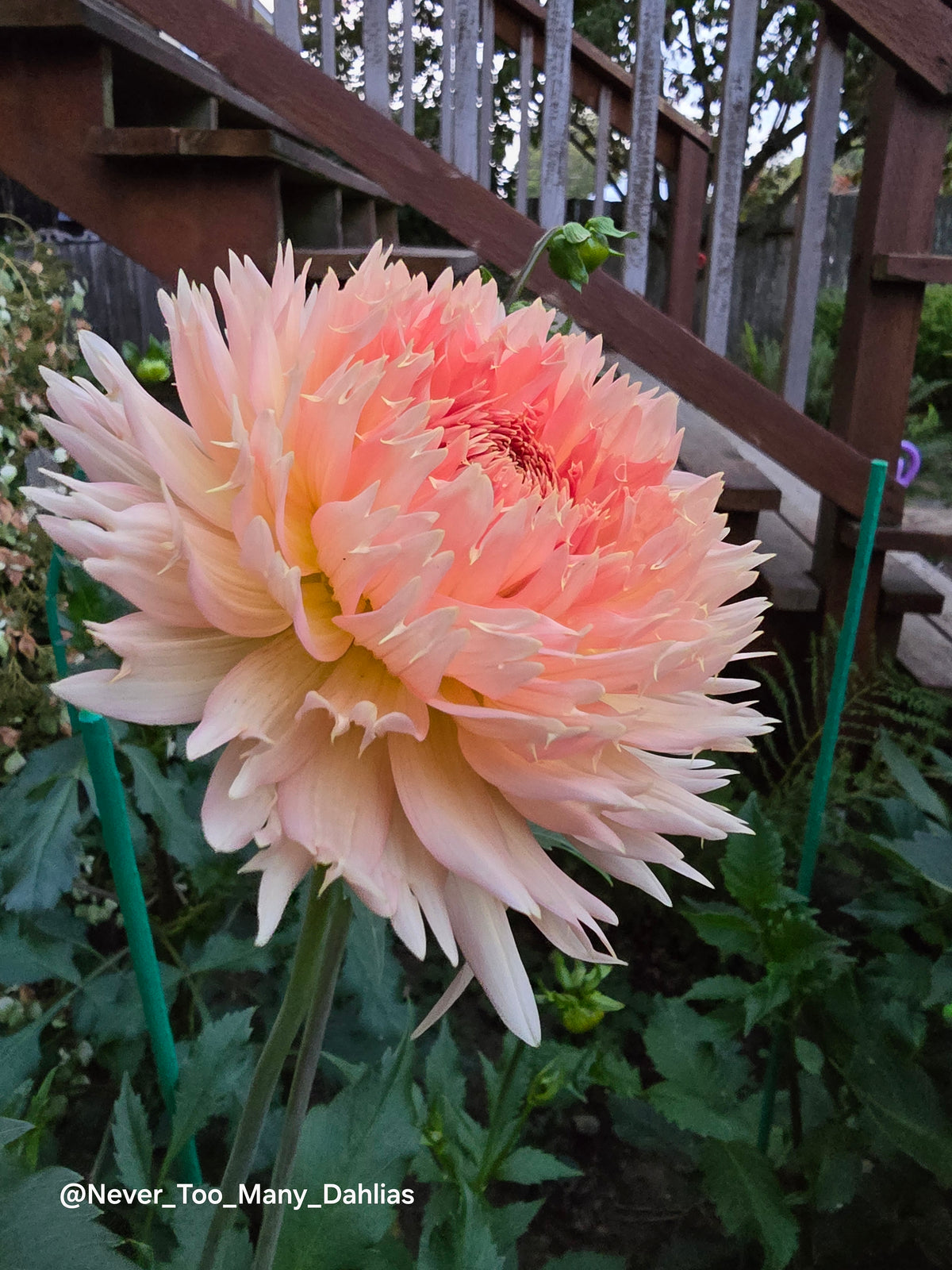 Lakeview Peach Fuzz