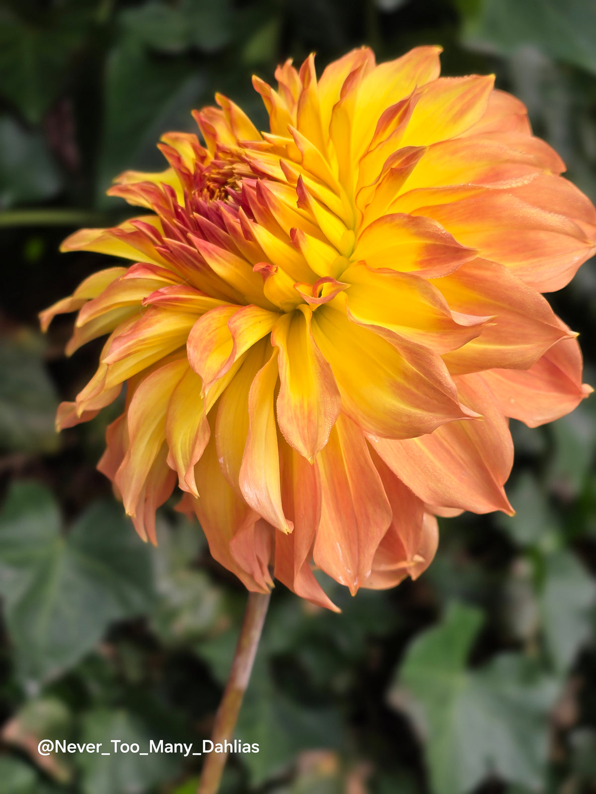 Camano Honey