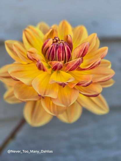 Hollyhill Golden Glow