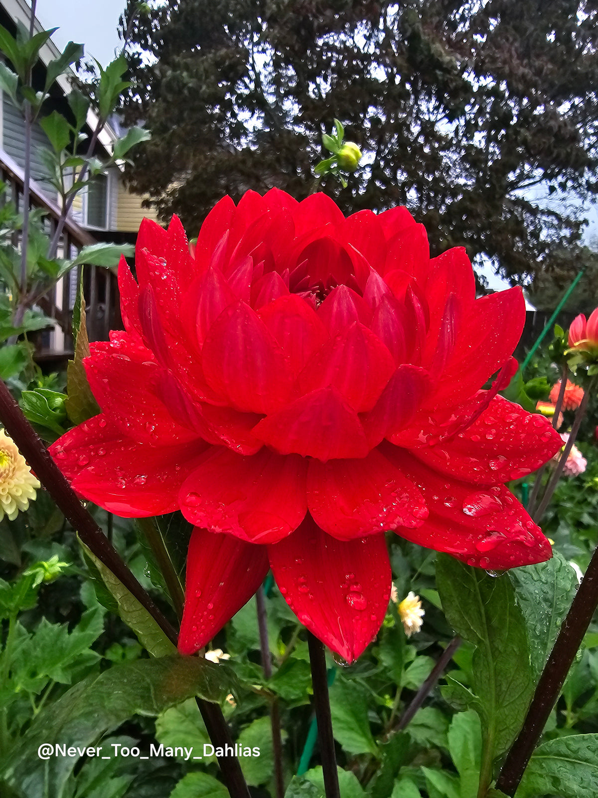 Tatahari Ruby