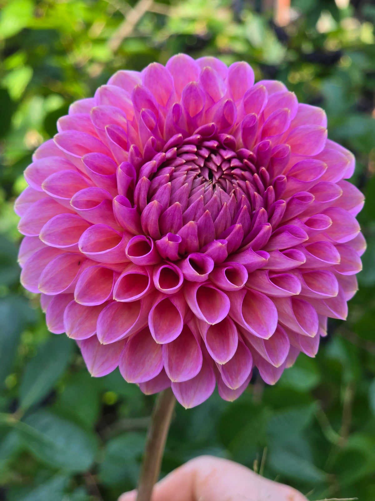 Westerton Pearl