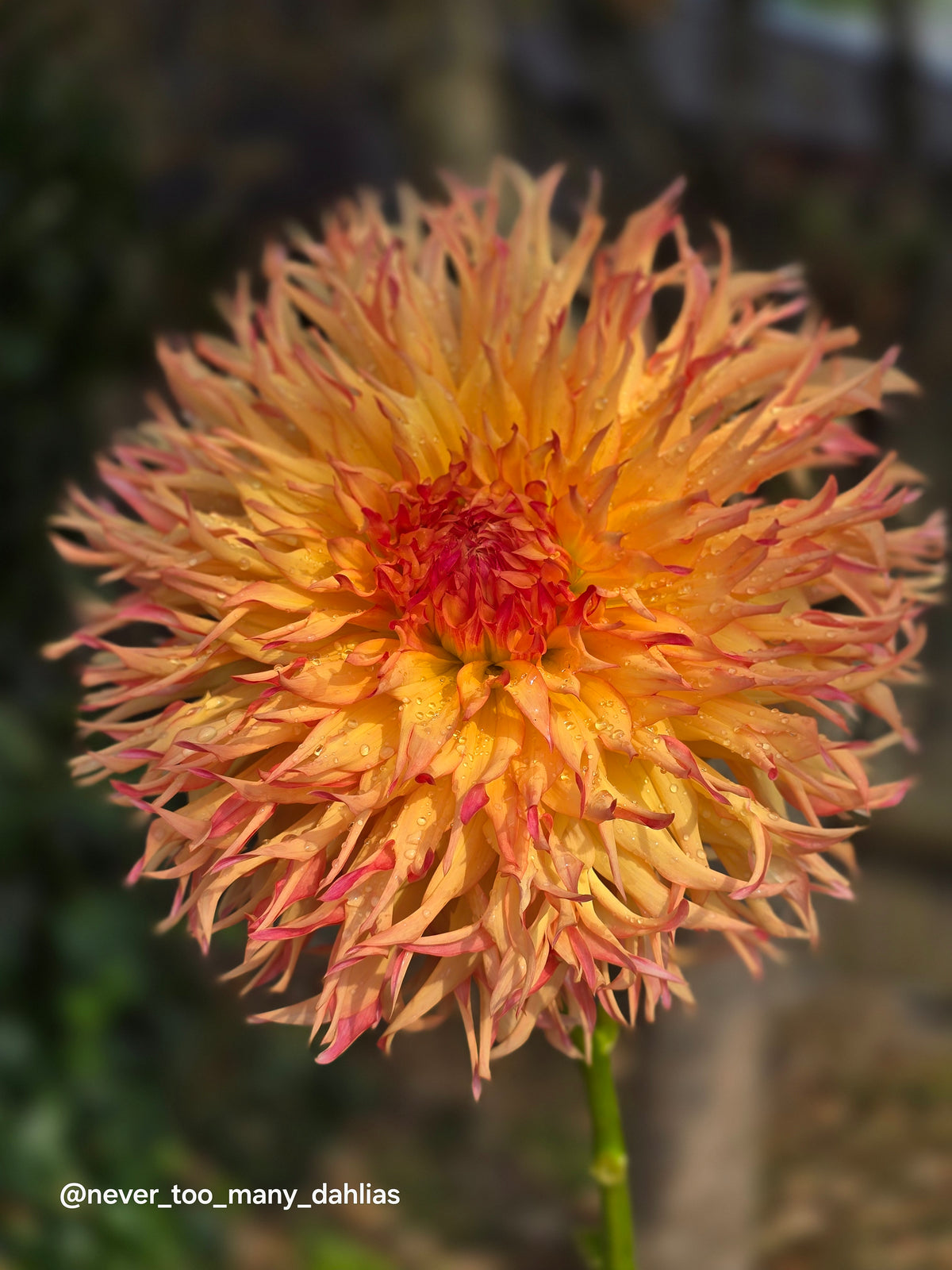 Normandy Orange Fluff
