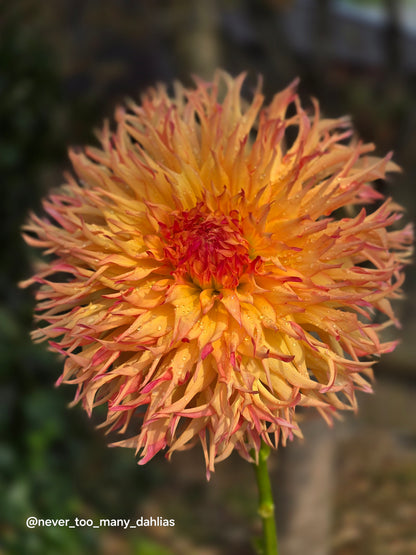 Normandy Orange Fluff