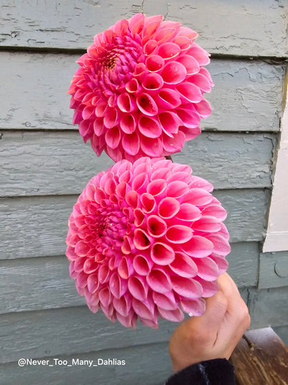 US Bracken Rose