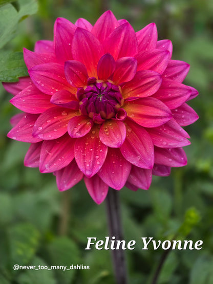 Feline Yvonne