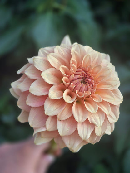 RM Peachy Pink