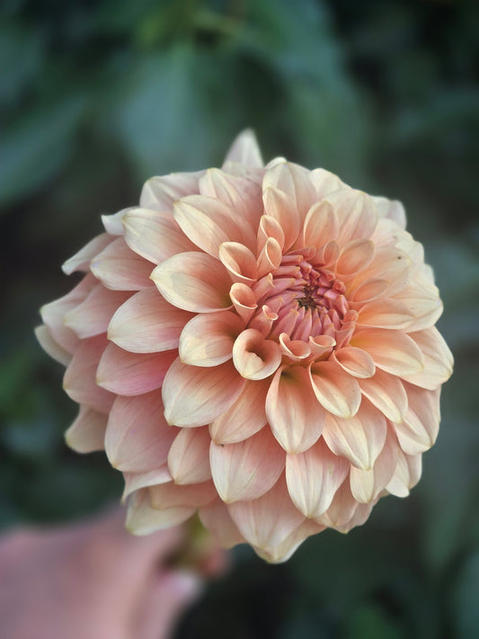 RM Peachy Pink
