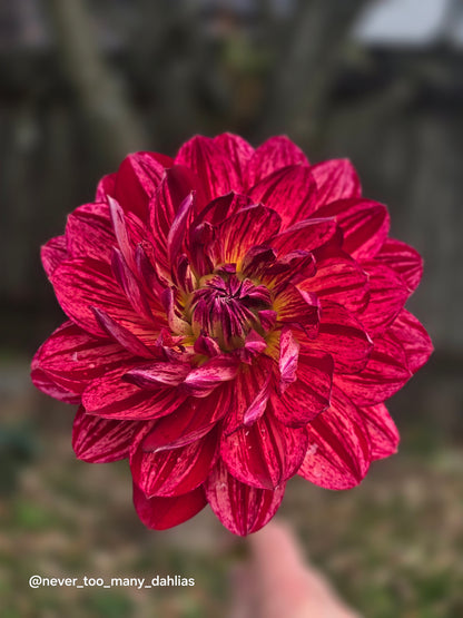Hollyhill Tiger Rose
