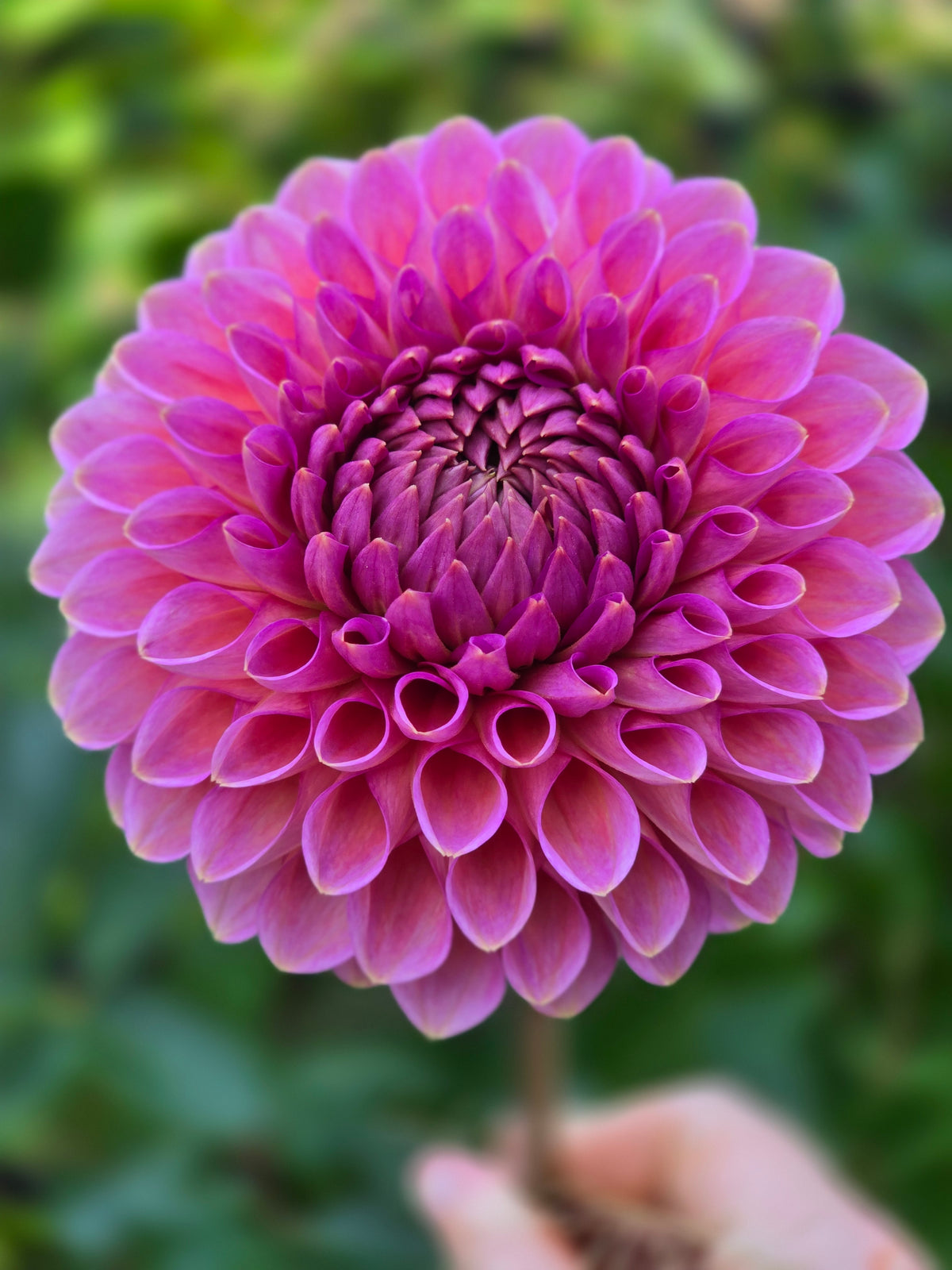 Westerton Pearl