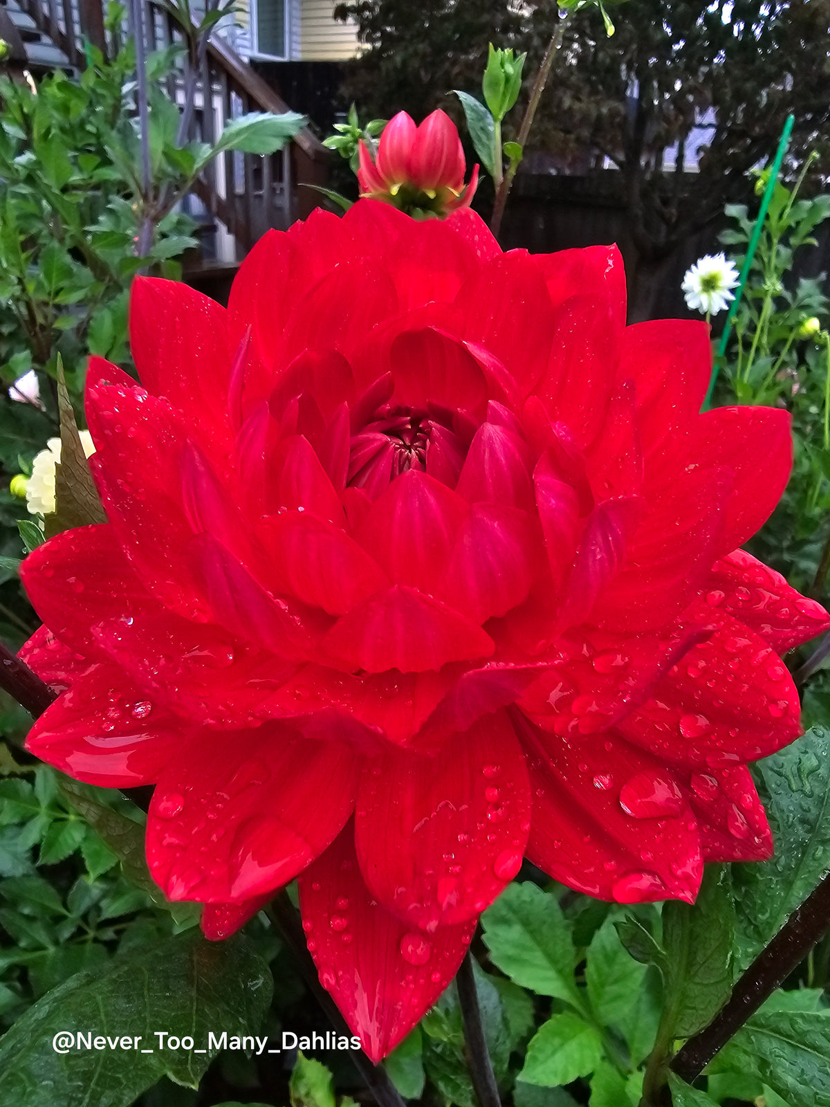Tatahari Ruby