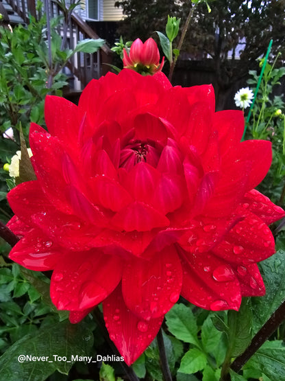 Tatahari Ruby