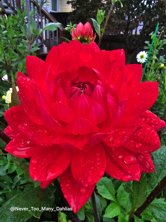 Tatahari Ruby