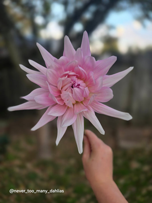 Bloomquist Coral