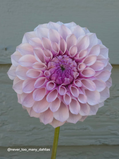Jeff Bloom