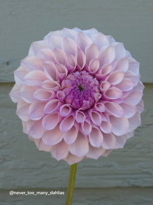 Jeff Bloom