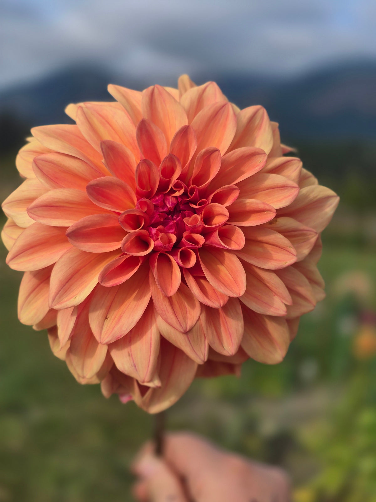 Ferncliff Copper