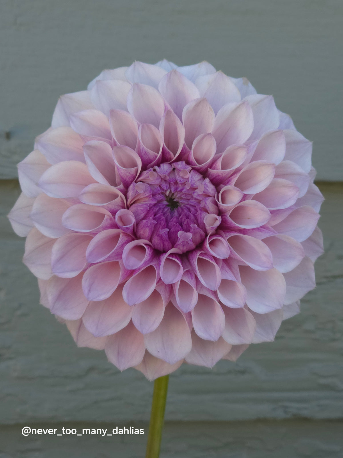 Jeff Bloom