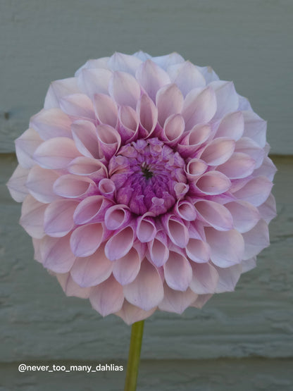 Jeff Bloom