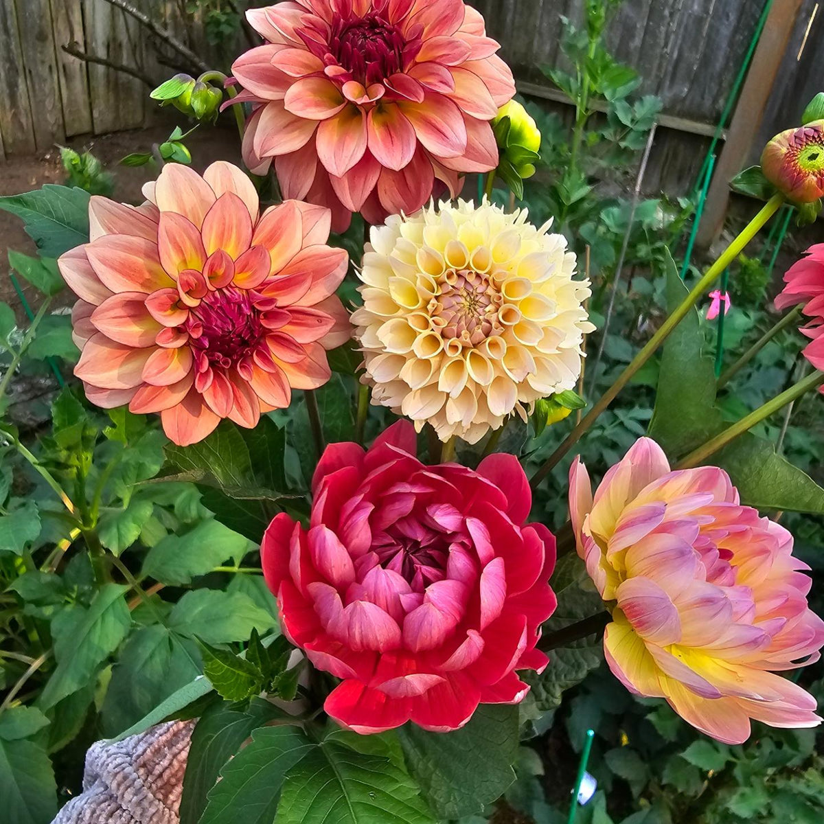 Hollyhill Daydream