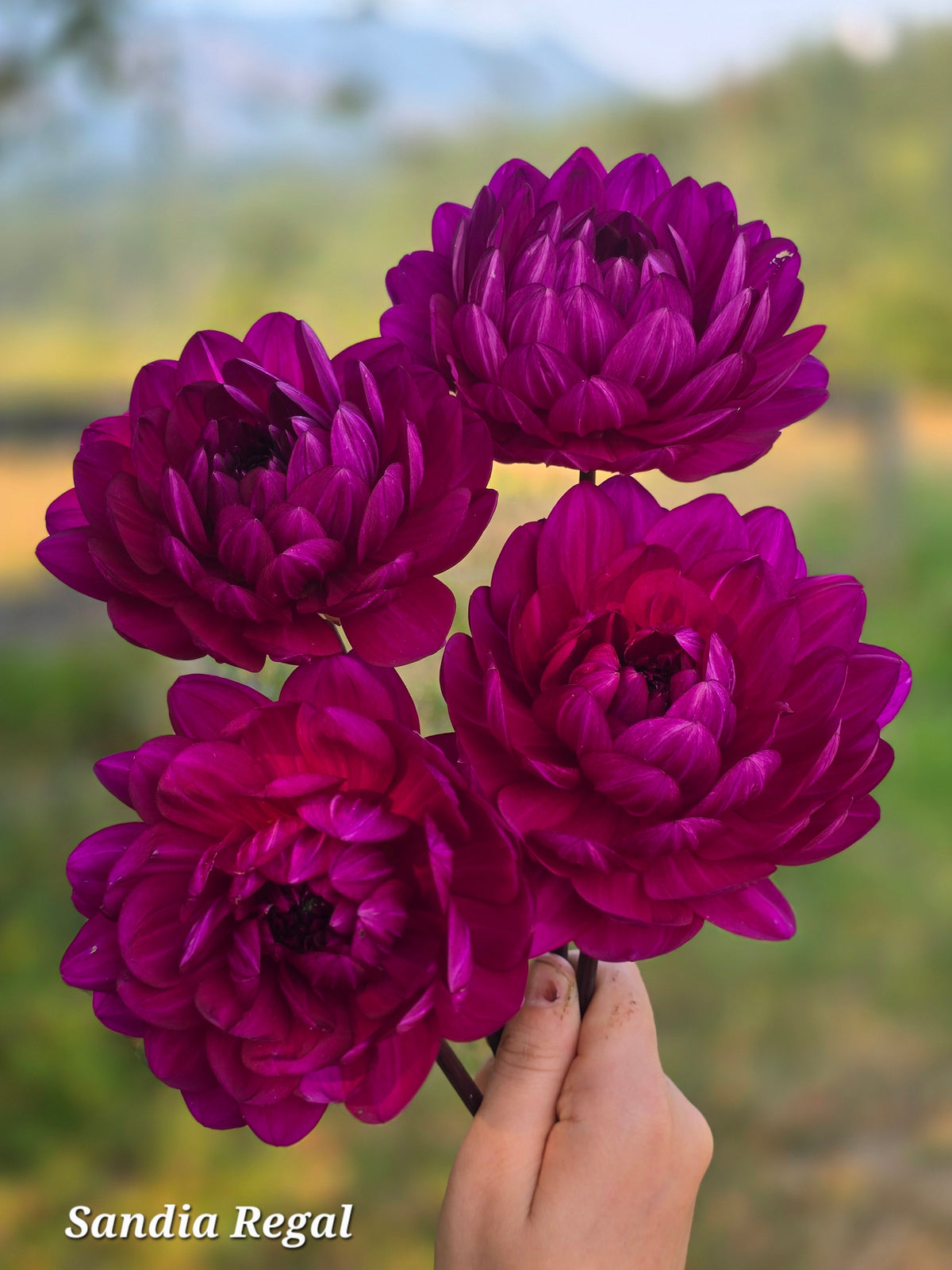 Sandia Regal *Limit 2*