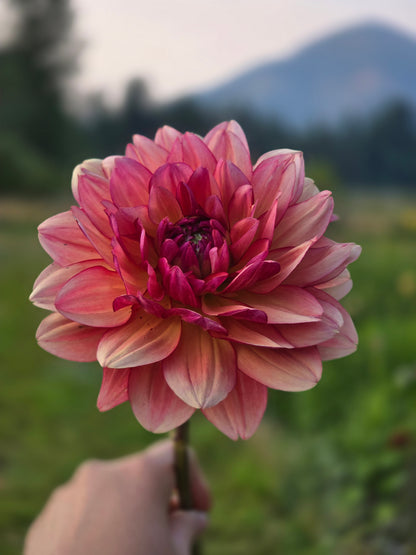 Dolce Vera
