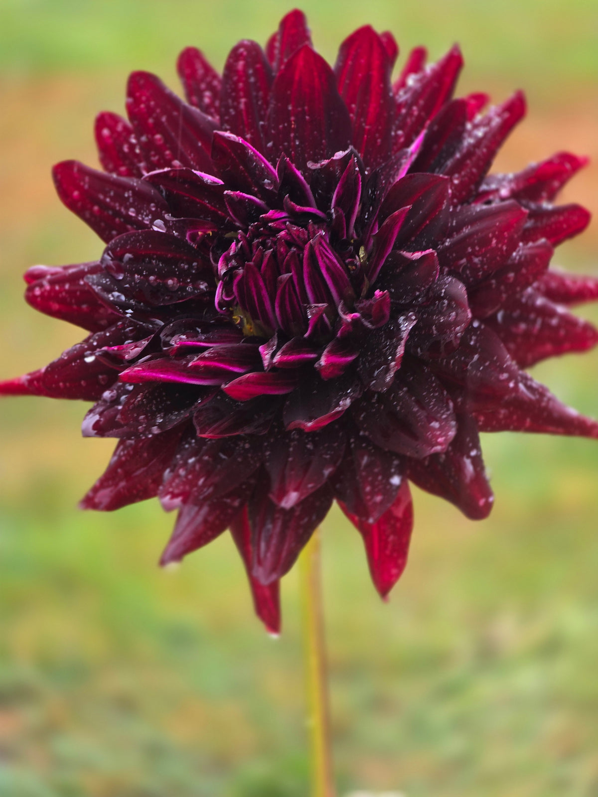 Hollyhill Black Beauty