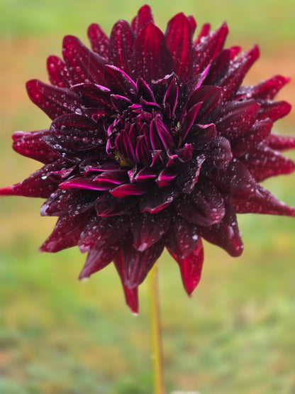 Hollyhill Black Beauty