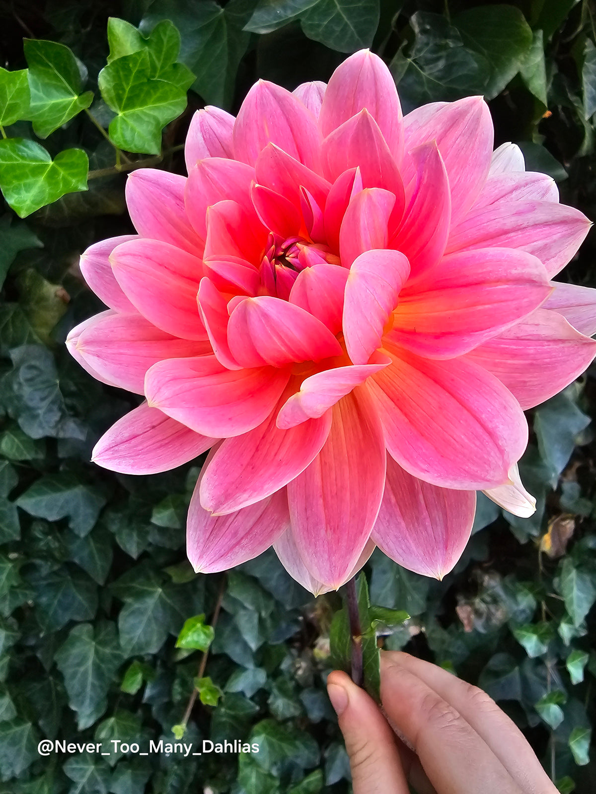 Apricot Desire