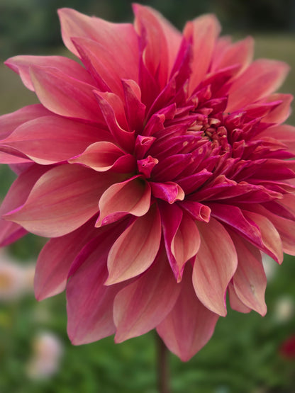 Everbloom Rosé