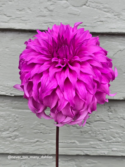 Wyn's Flowerlady Mom *Limit 1*
