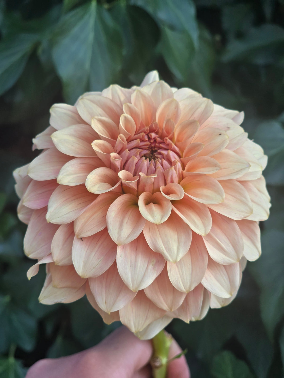 RM Peachy Pink