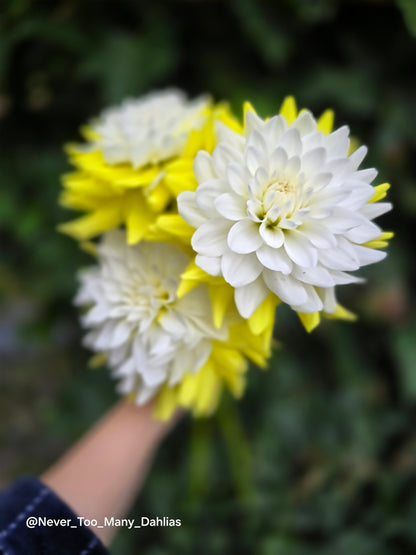 Sternschnuppe