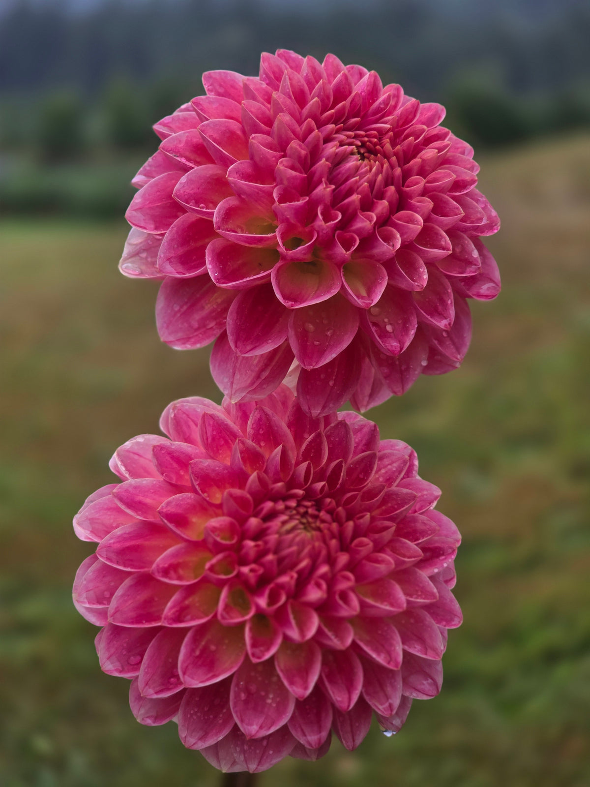 Hapet Daisy