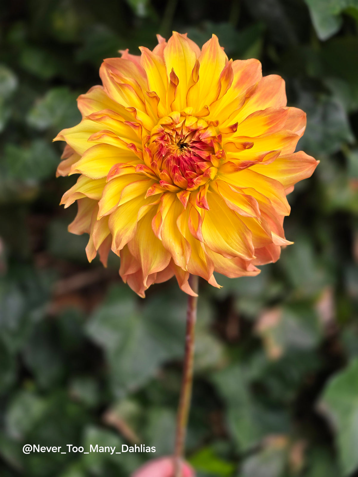 Camano Honey