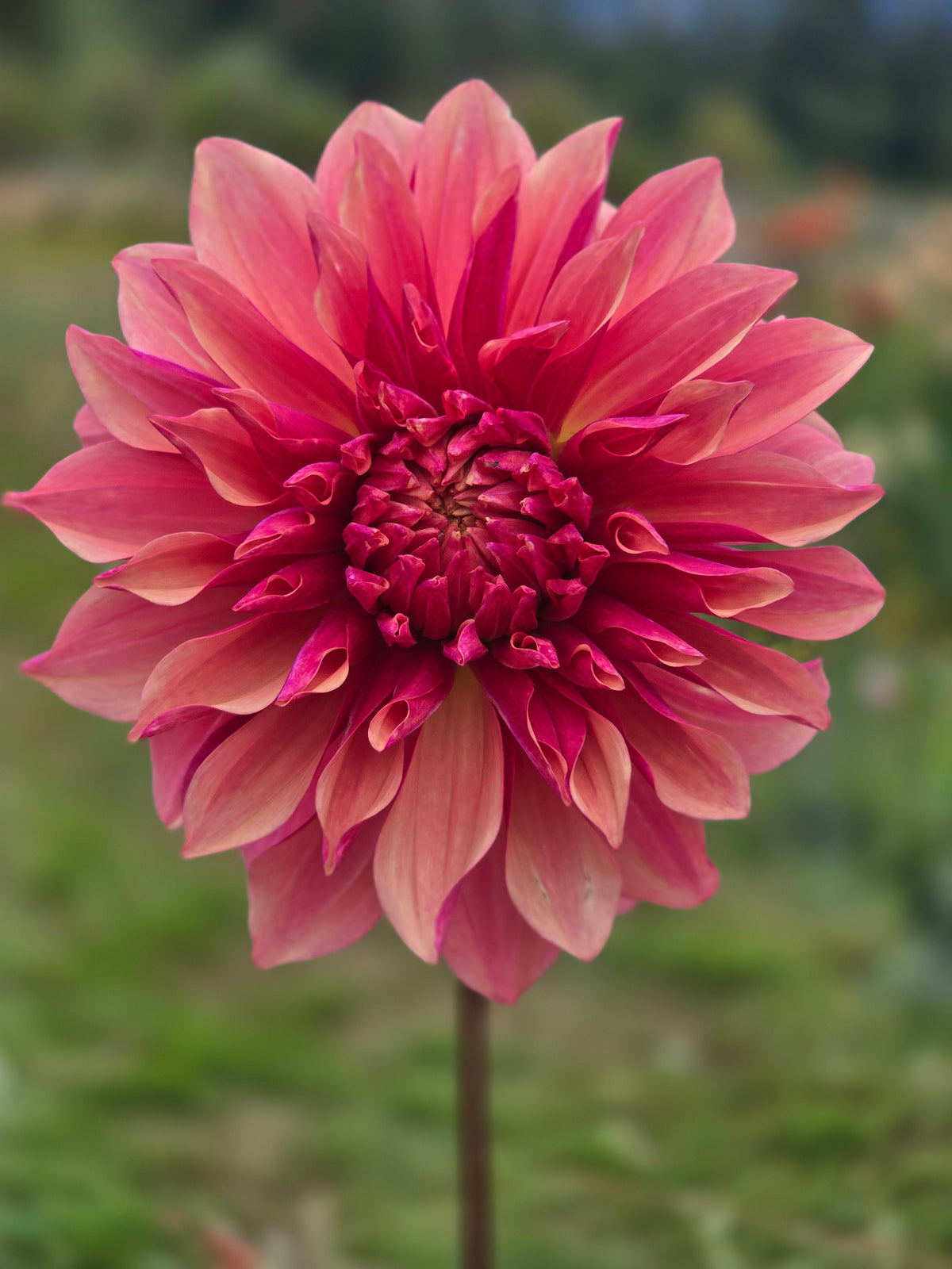 Everbloom Rosé