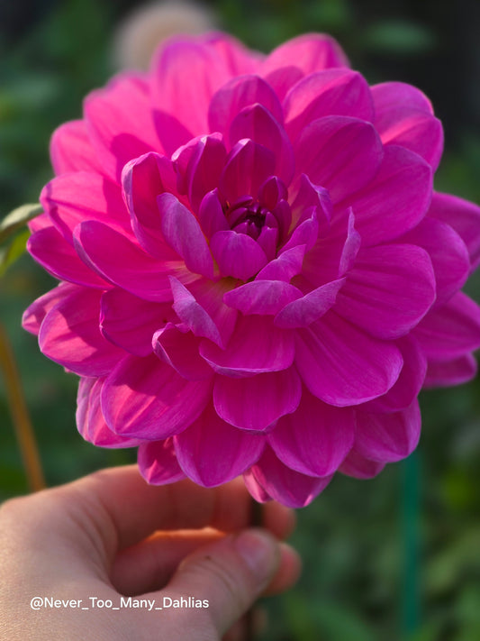 Sandia Flirt