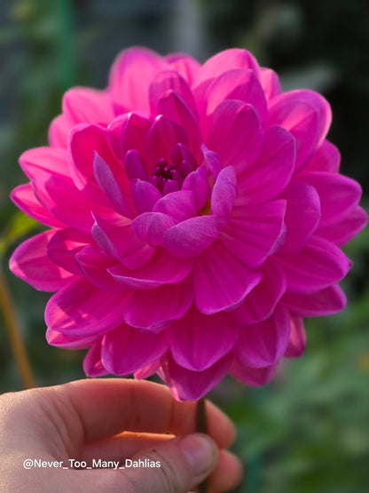 Sandia Flirt