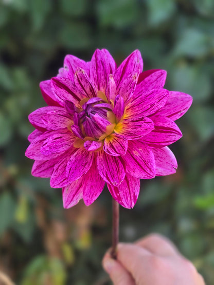 Hollyhill Color Magic