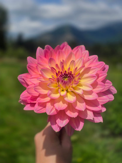 Burfoot Lotus