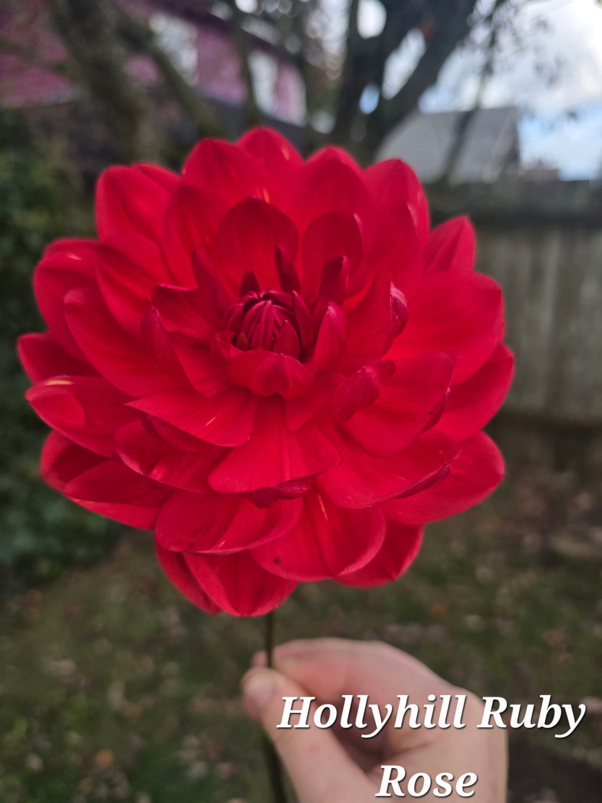 Hollyhill Ruby Rose