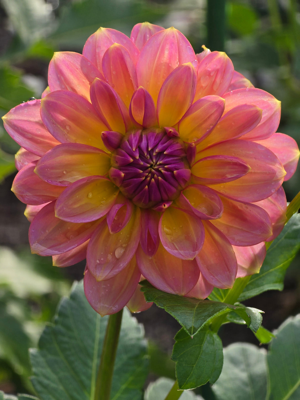 Sunny Rose *Limit 1*