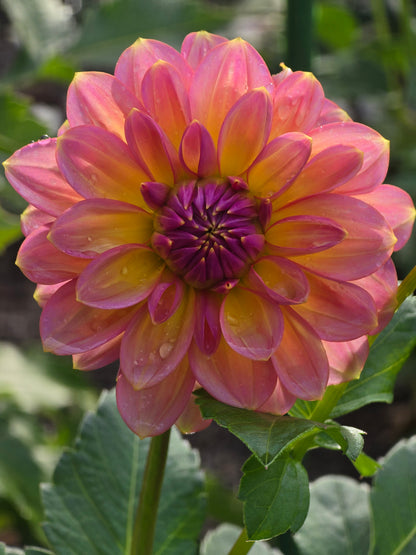 Sunny Rose *Limit 1*