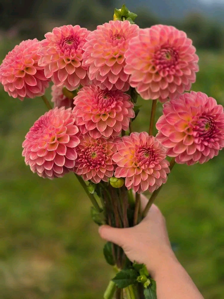 Hapet Daisy