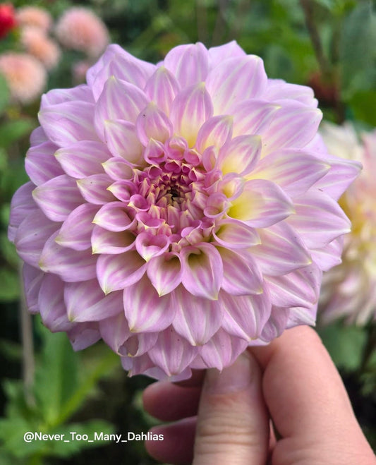 Araluen Leatrice *Limit 1*