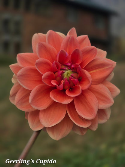 Geerling's Cupido
