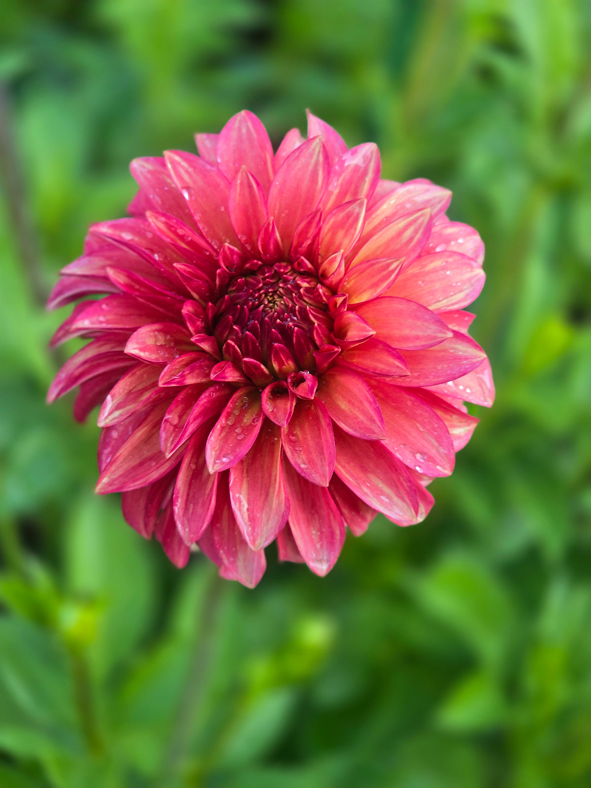 Clearview Cinnabar