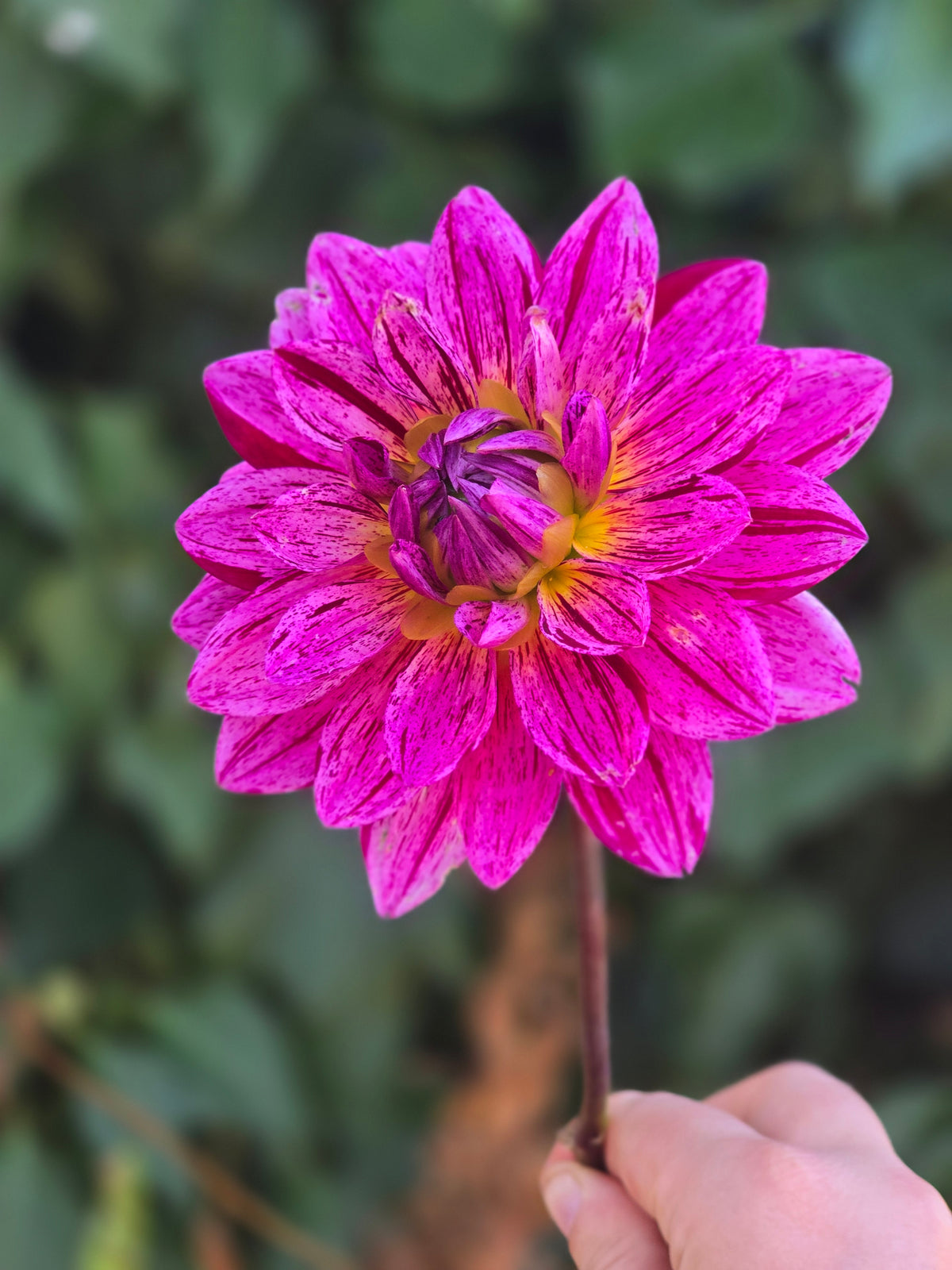 Hollyhill Color Magic