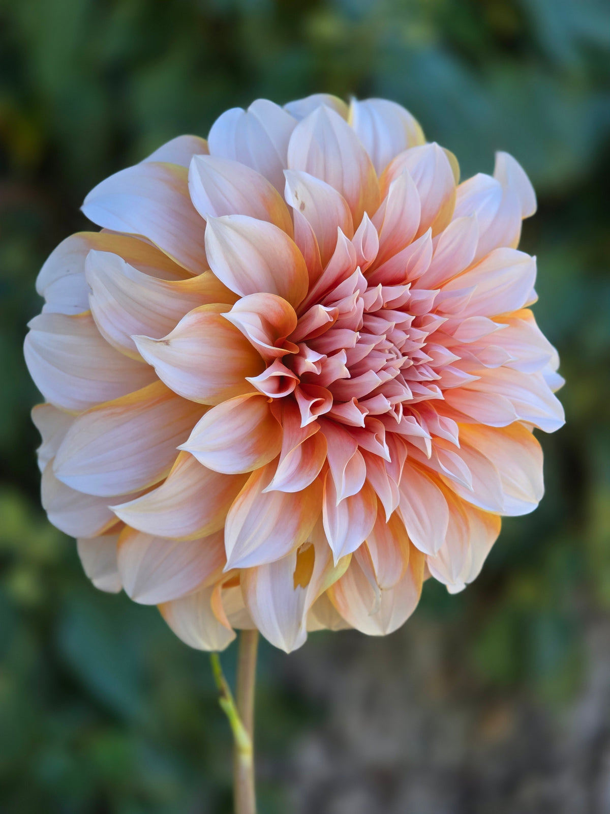 Princess Beatrix