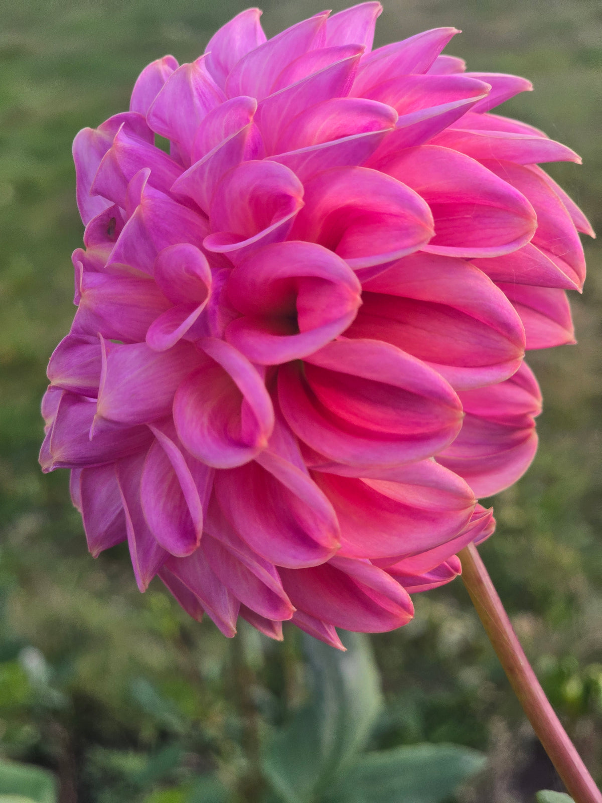 Florelie Omen *Limit 1*