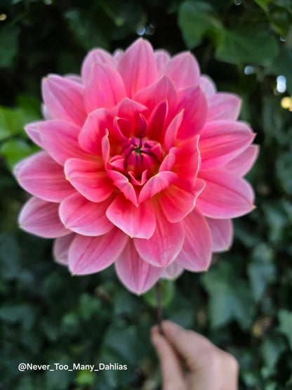 Apricot Desire